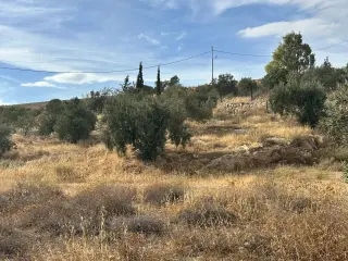 Land for sale in Sarout