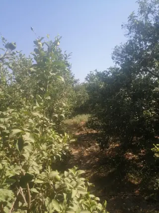 Land for sale in North Shuna – photo 12