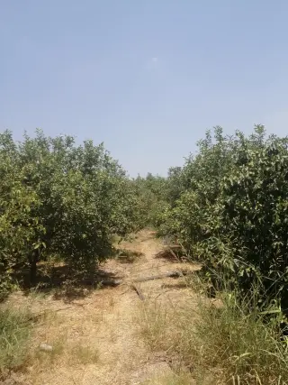 Land for sale in North Shuna – photo 8
