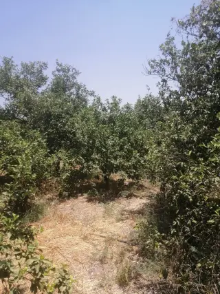 Land for sale in North Shuna – photo 2