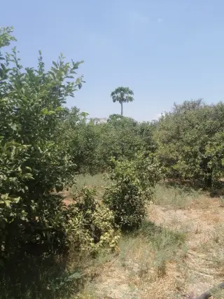 Land for sale in North Shuna – photo 5