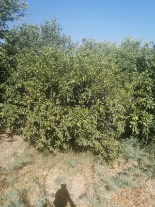 Land for sale in North Shuna – photo 16