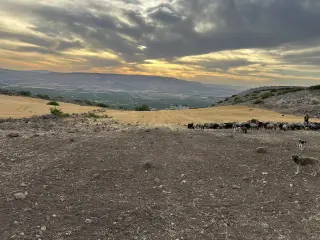 Land for sale in Umm Qais