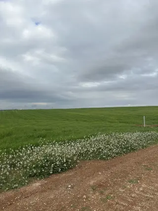 Land for sale in Petra Street – photo 3