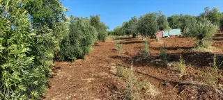Land for sale in Taybeh District – photo 6