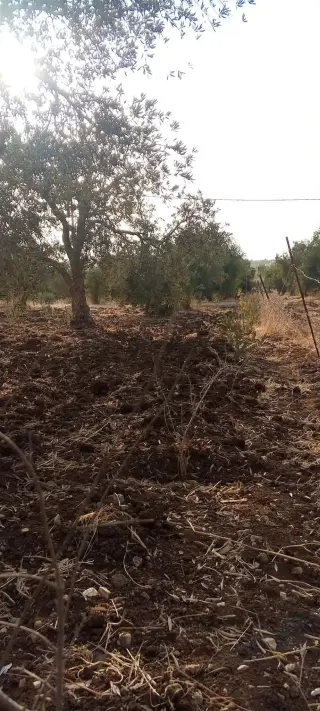 Land for sale in Taybeh District – photo 3