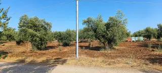 Land for sale in Taybeh District – photo 2