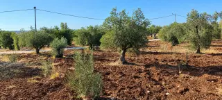 Land for sale in Taybeh District – photo 5