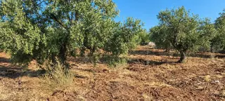 Land for sale in Taybeh District
