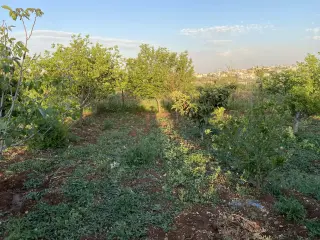 Land for sale in Kitim