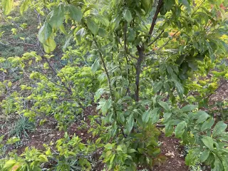 Land for sale in Kitim – photo 4