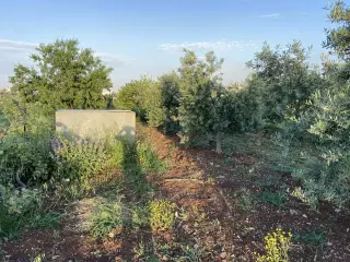 Land for sale in Kitim – photo 6