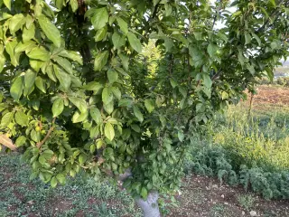 Land for sale in Kitim – photo 10