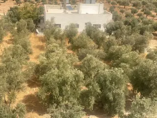 Land for sale in Al Saro – photo 2