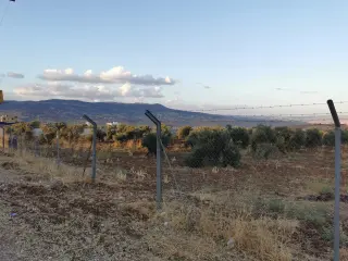 Land for sale in Al Subeihi – photo 5