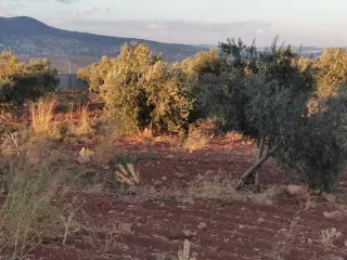 Land for sale in Al Subeihi – photo 6