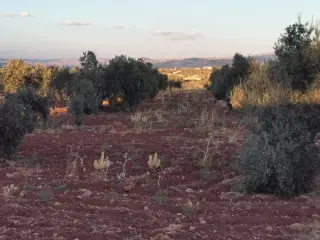 Land for sale in Al Subeihi – photo 2