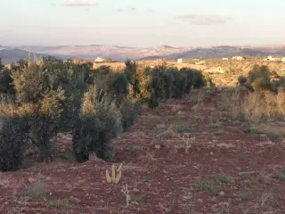 Land for sale in Al Subeihi