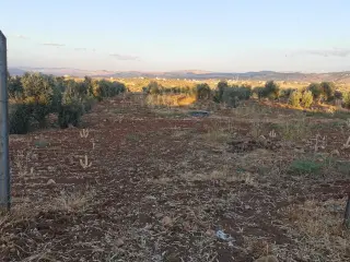 Land for sale in Al Subeihi – photo 4