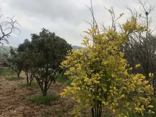 Land for sale in Zay – photo 6