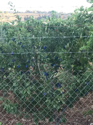 Land for sale in Zay – photo 7