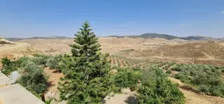 Land for sale in Jala'd – photo 6