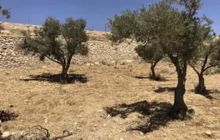 Land for sale in Al Maghareeb – photo 8