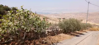 Land for sale in Kafr Hooda – photo 6