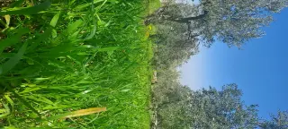 أرض للبيع في Kafr Hooda – صورة 8