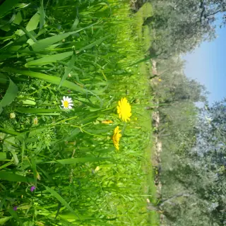أرض للبيع في Kafr Hooda – صورة 9