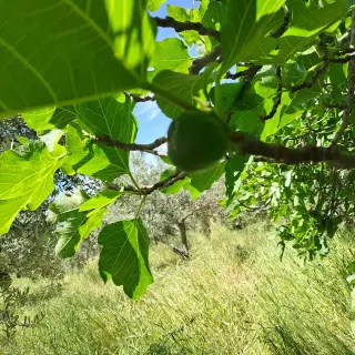 أرض للبيع في Kafr Hooda – صورة 10