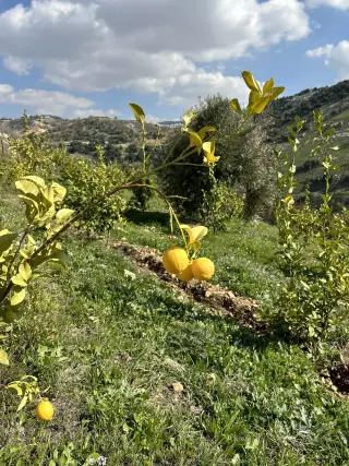 Land for sale in Wadi Shua'ib – photo 7