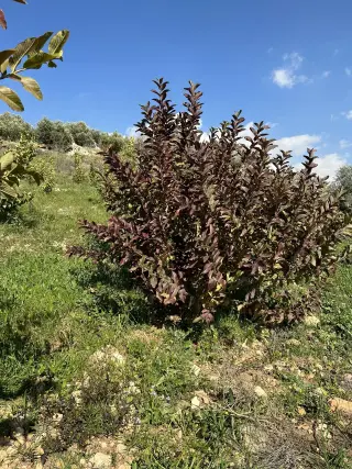 Land for sale in Wadi Shua'ib – photo 2