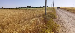Land for sale in Thiban – photo 4