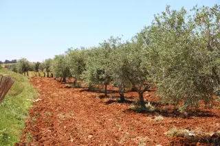 أرض للبيع في Al-Fayha' – صورة 3
