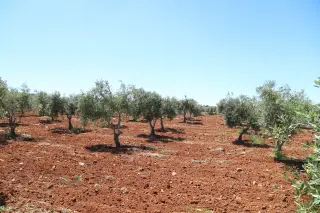 أرض للبيع في Al-Fayha'