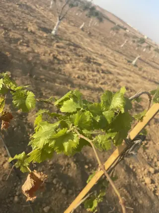 Land for sale in Dalilet Al-Hamaideh – photo 13