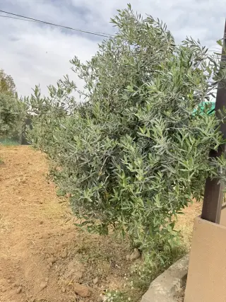 Land for sale in Dalilet Al-Hamaideh – photo 2