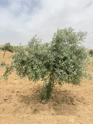 Land for sale in Dalilet Al-Hamaideh