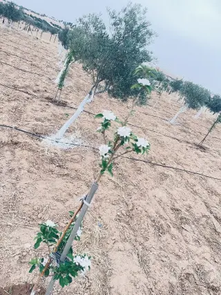Land for sale in Dalilet Al-Hamaideh – photo 11