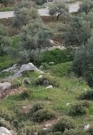 Land for sale in Soof – photo 8