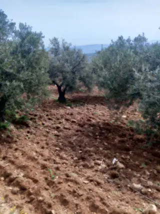 Land for sale in Soof – photo 3