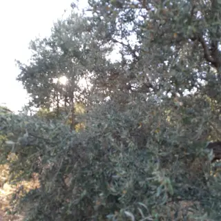 Land for sale in Soof – photo 12