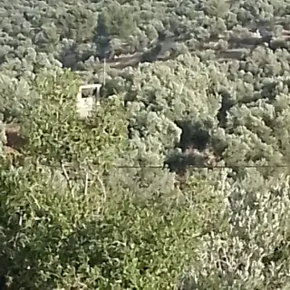Land for sale in Soof – photo 10