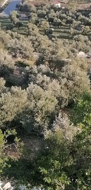 Land for sale in Soof – photo 7