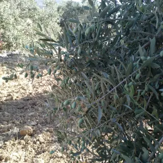 Land for sale in Soof – photo 6