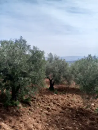 Land for sale in Soof – photo 2