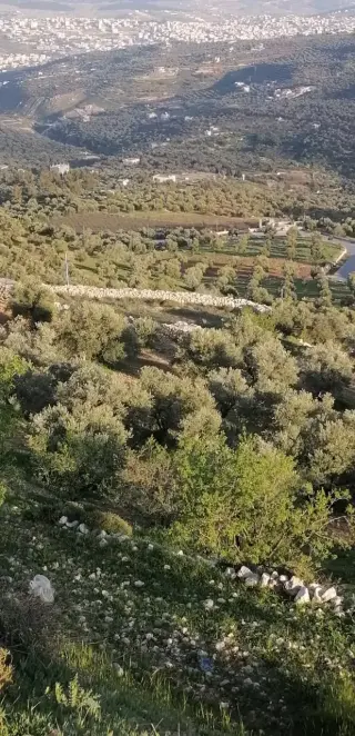 Land for sale in Soof – photo 4