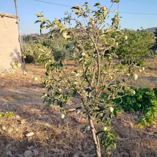 أرض للبيع في Soof – صورة 12