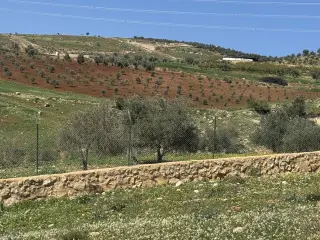 أرض للبيع في Borma – صورة 4